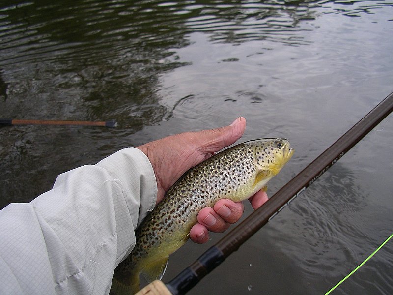 Cross Fork Brown.JPG